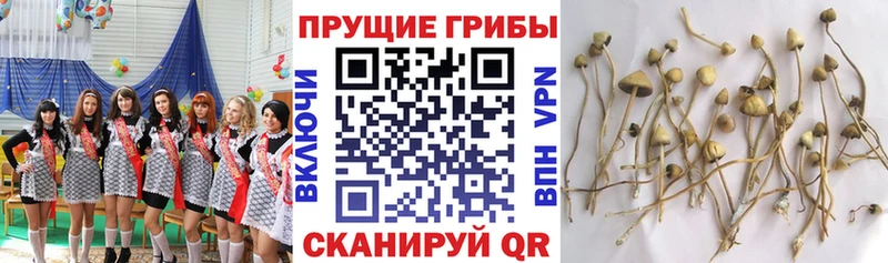 OMG ССЫЛКА  Вышний Волочёк  Псилоцибиновые грибы MAGIC MUSHROOMS 